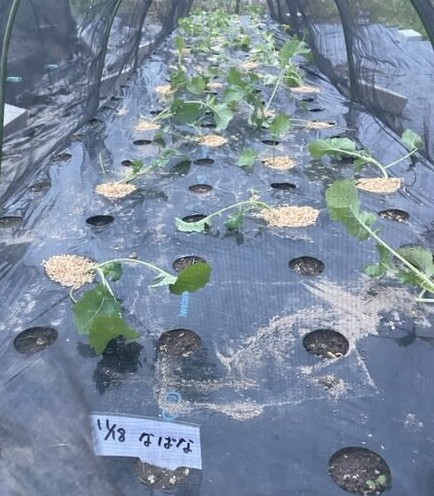 【なばな】苗を植えました 2026.11.19