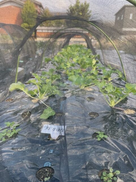 【なばな】 2026.12.1～1.15