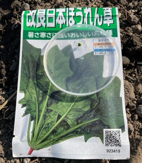 【ほうれん草】種をまきました 2026.2.26