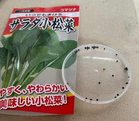【サラダ小松菜】種をまきました 2026.2.9