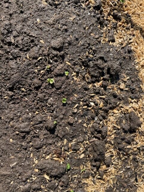 【サラダ小松菜】 芽がでてきました 2026.2.24