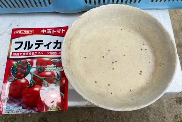 【トマト】ポットに種をまきました 2026.2.26