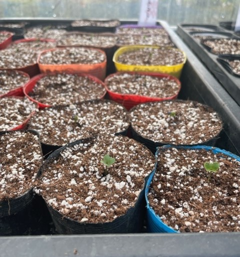 【トマト】 芽がでてきました 2026.3.6