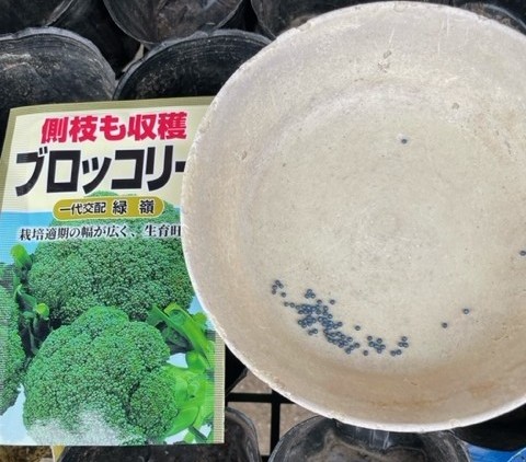 【ブロッコリー】 ポットに種をまきました 2026.2.26