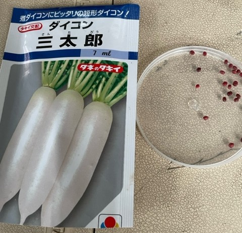 【大根】種をまきました 2026.3.31