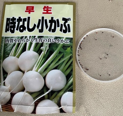 【小かぶ】種をまきました 2026.3.31