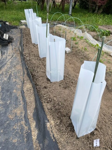 【ピーマン】苗を植えました 2026.04.14