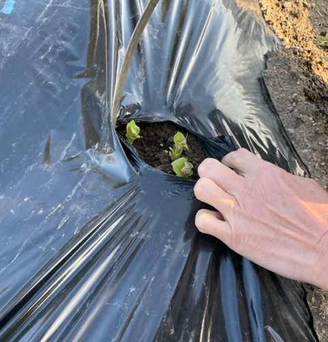 【じゃがいも】 芽がでてきました 2026.4.2