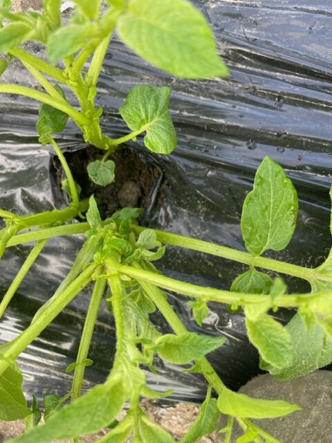 【じゃがいも】芽かきをしました 2026.4.18