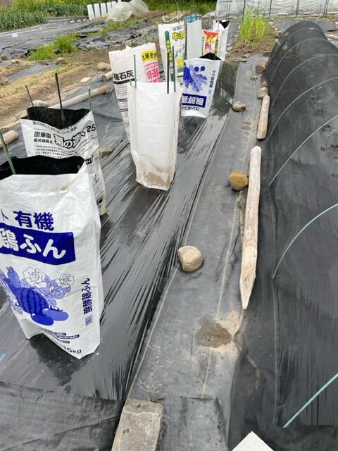 【なす】苗を植えつけました 2026.04.24