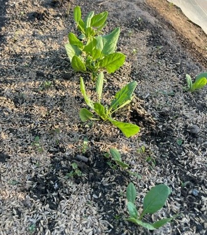 【ほうれん草】収穫までもう少し 2026.04.04