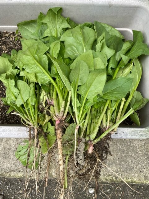 【ほうれん草】収穫 2026.04.24