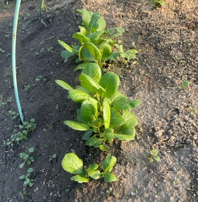 【サラダ小松菜】じっくり成長中 2026.04.04