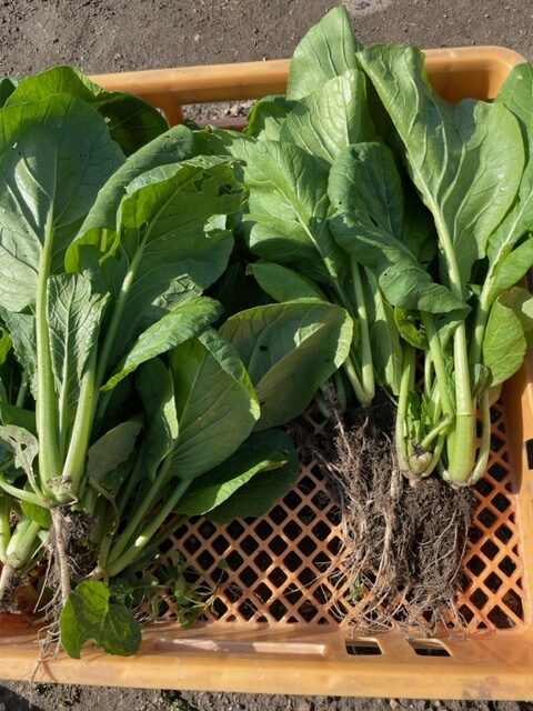 【サラダ小松菜】収穫しました 2026.04.27