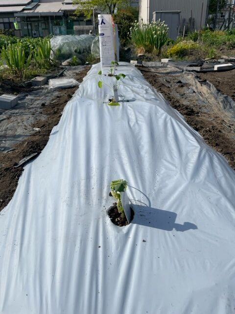 【ズッキーニ】苗を植えつけました 2026.04.24