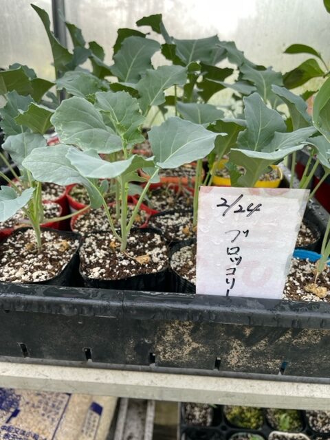 【ブロッコリー】苗を植えました 2026.4.18