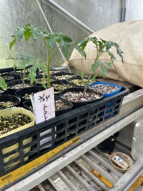 【トマト】苗を植えました 2026.4.18