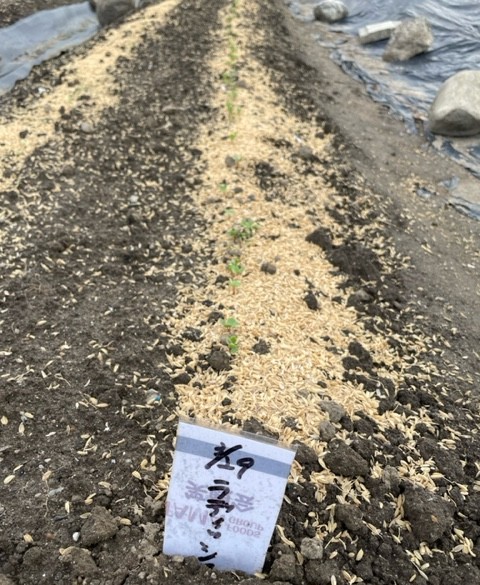 【ラディッシュ】芽がでてきました 2026.04.04