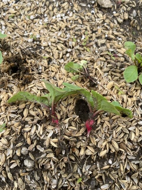 【ラディッシュ】間引きをしました 2026.04.24