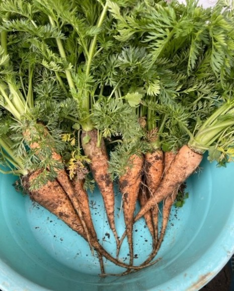 【人参】成長 2026.04.06