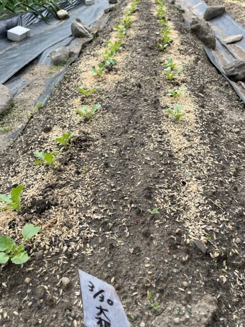【大根】間引きをしました 2026.04.20