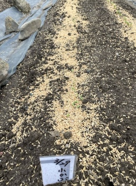 【小かぶ】芽がでてきました 2026.04.04