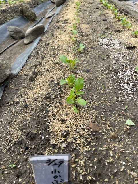 【小かぶ】間引きをしました 2026.04.24