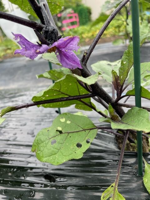 【なす】花が咲き始めました 2026.06.14