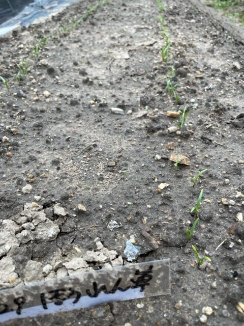 【ほうれん草】芽がでてきました 2026.0605.