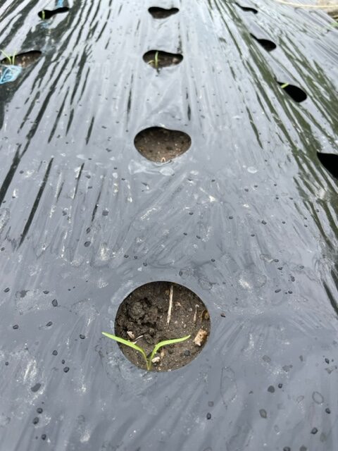 【人参】芽がでてきました 2026.06.05