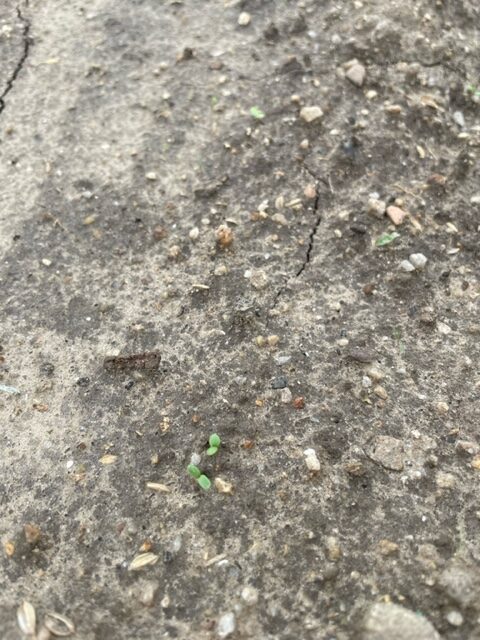 【春菊】芽がでてきました 2026.06.05