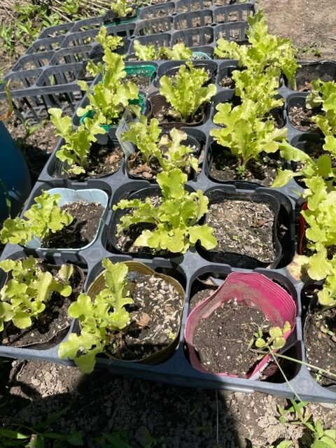 【リーフレタス】苗を定植しました 2026.07.10